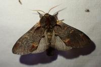 Notodonta dromedarius