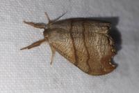 Falcaria lacertinaria