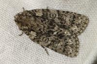 Acronicta rumicis