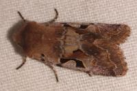 Orthosia gothica