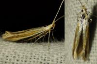 Coleophora albicosta