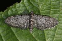 Eupithecia egenaria