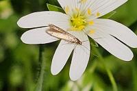 Coleophora lutarea