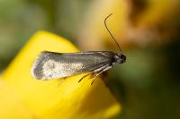 Glyphipterix fuscoviridella