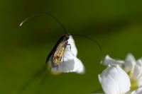 Cauchas rufimitrella