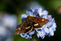 Pyrausta aurata