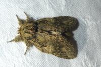 Peridea anceps