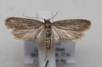 Depressaria daucella