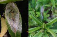 Phyllonorycter leucographella