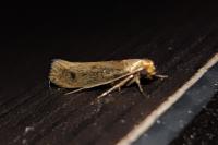 Tinea pellionella
