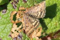 Pyrausta despicata