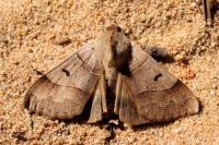 Minucia lunaris