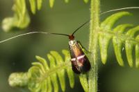 Adela australis