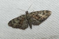 Eupithecia cocciferata