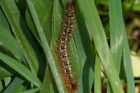 Lasiocampa quercus