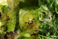 Patania ruralis