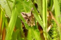 Autographa gamma