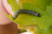 Tortrix viridana