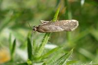 Glyphipterix fuscoviridella