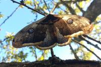 Saturnia pyri