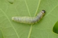 Tortrix viridana