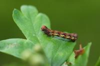 Erannis defoliaria