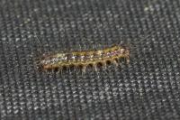 Lymantria dispar