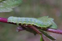Cosmia trapezina