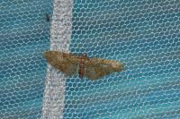 Eupithecia abbreviata