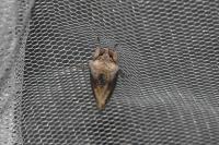 Egira conspicillaris