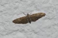 Eupithecia abbreviata