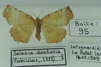 Selenia dentaria