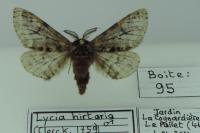 Lycia hirtaria