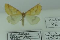 Aspitates ochrearia