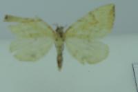 Gandaritis pyraliata