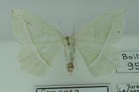 Campaea margaritaria