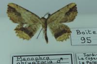 Menophra abruptaria