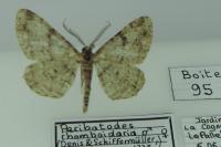 Peribatodes rhomboidaria