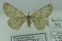 Hypomecis punctinalis