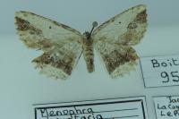 Menophra abruptaria