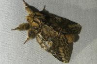 Peridea anceps