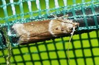 Cryptoblabes bistriga