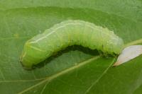 Amphipyra pyramidea