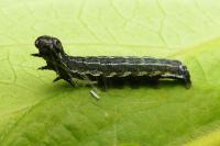 Orthosia cruda