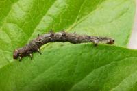 Phigalia pilosaria
