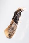 Trichophaga tapetzella
