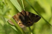 Euclidia glyphica