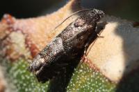 Pammene splendidulana