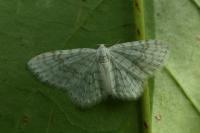 Asthena albulata