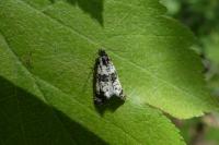 Hysterophora maculosana